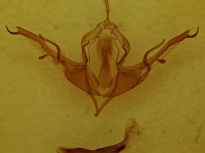 genitalia view of adult Lithophane baileyi