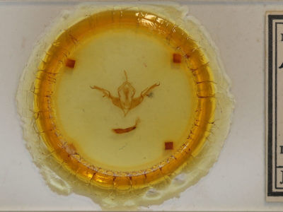 slide view of adult Lithophane baileyi