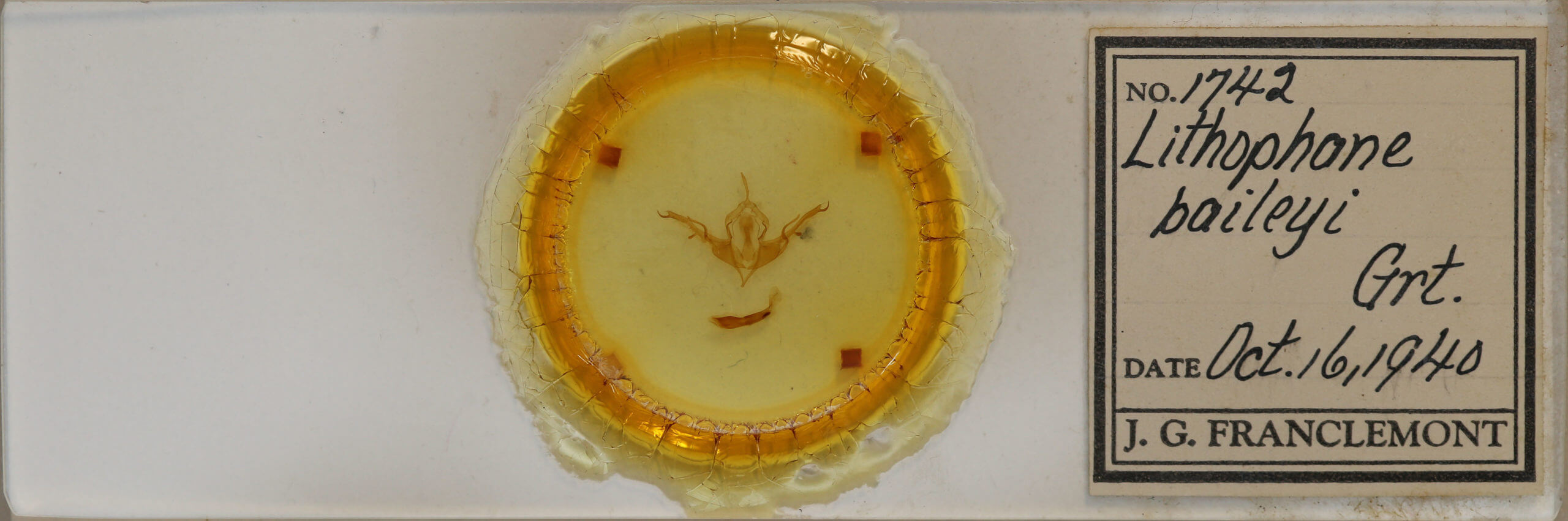 slide view of adult Lithophane baileyi