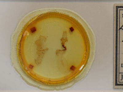 slide view of adult Lithophane baileyi