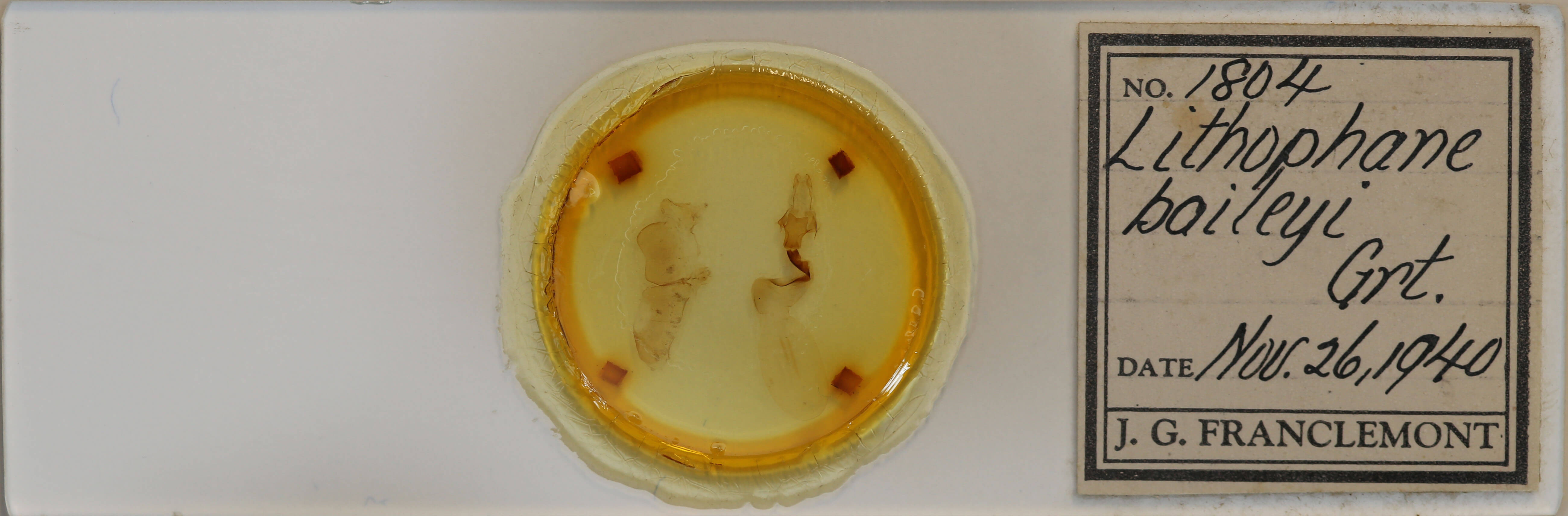 slide view of adult Lithophane baileyi