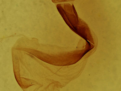 genitalia view of adult Lithophane baileyi