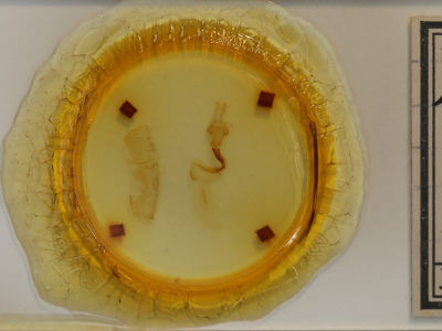 slide view of adult Lithophane baileyi