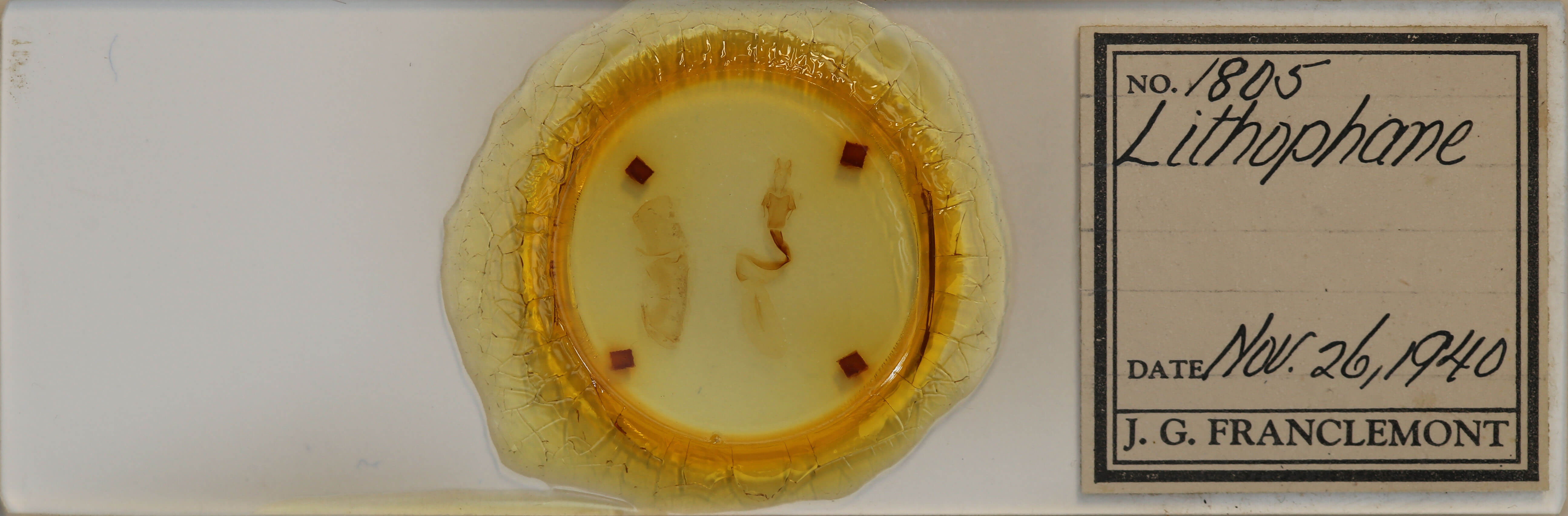 slide view of adult Lithophane baileyi