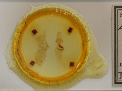 slide view of adult Lithophane baileyi