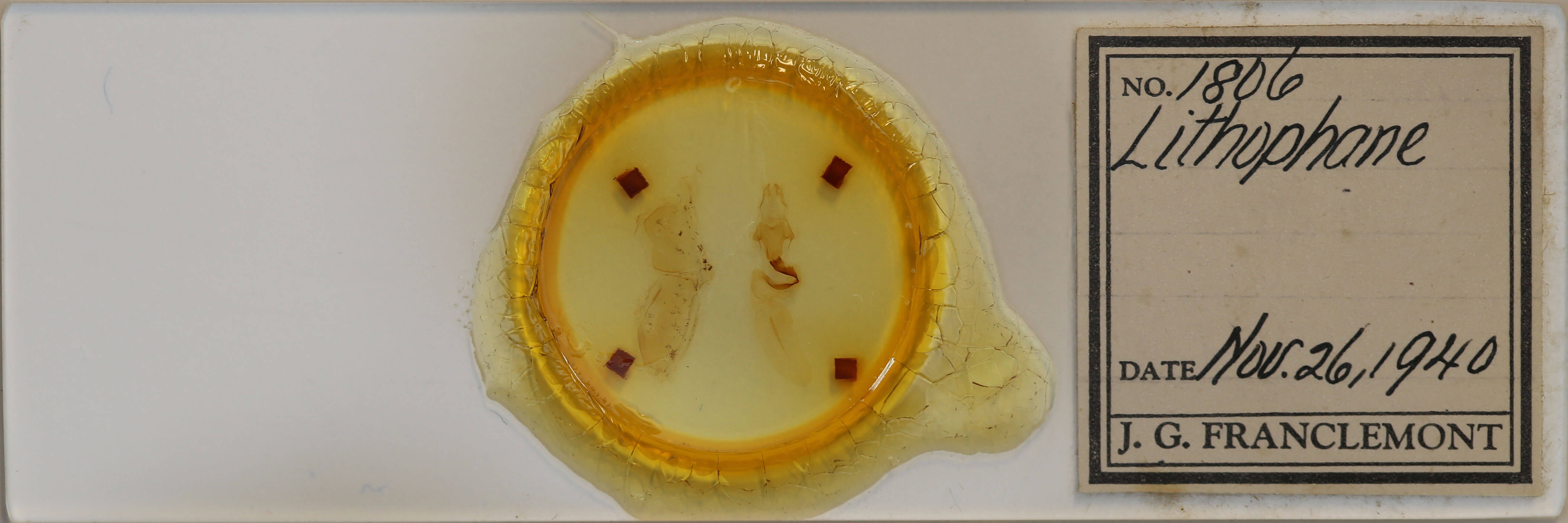 slide view of adult Lithophane baileyi