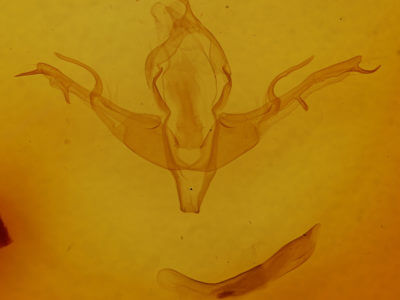 genitalia view of adult Lithophane baileyi