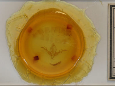 slide view of adult Lithophane baileyi