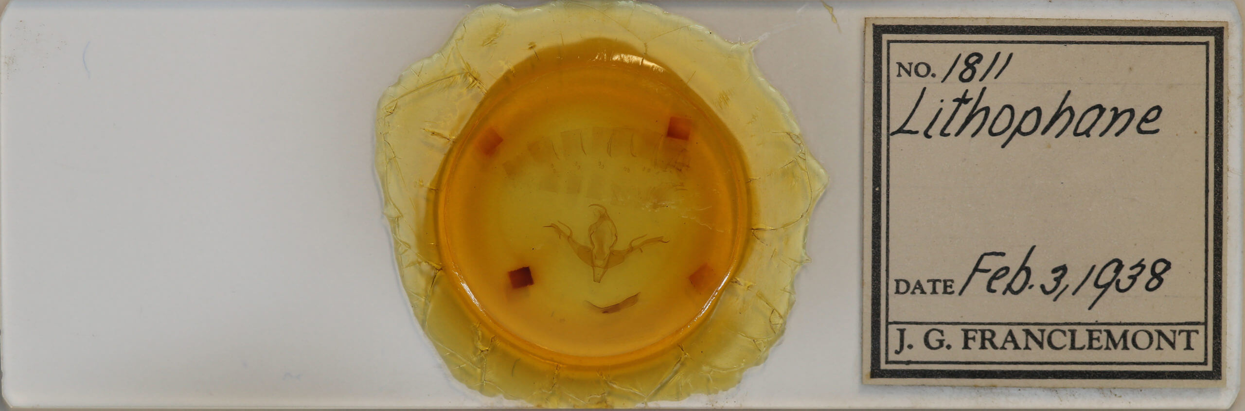 slide view of adult Lithophane baileyi