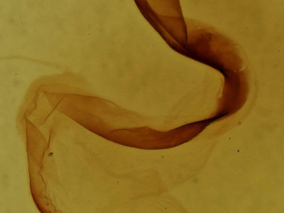 genitalia view of adult Lithophane baileyi