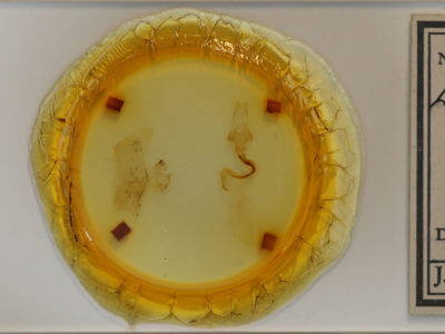 slide view of adult Lithophane baileyi