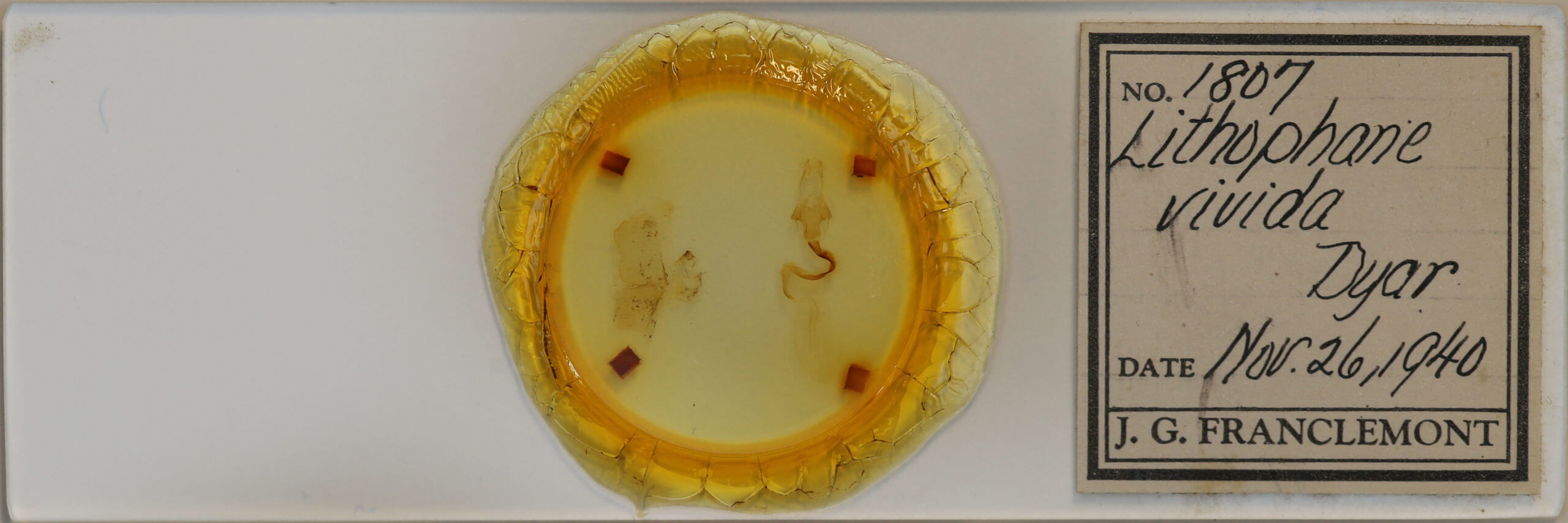 slide view of adult Lithophane baileyi