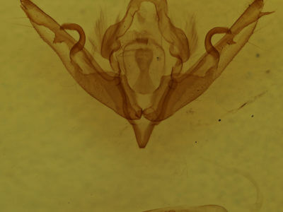 genitalia view of adult Lithophane disposita