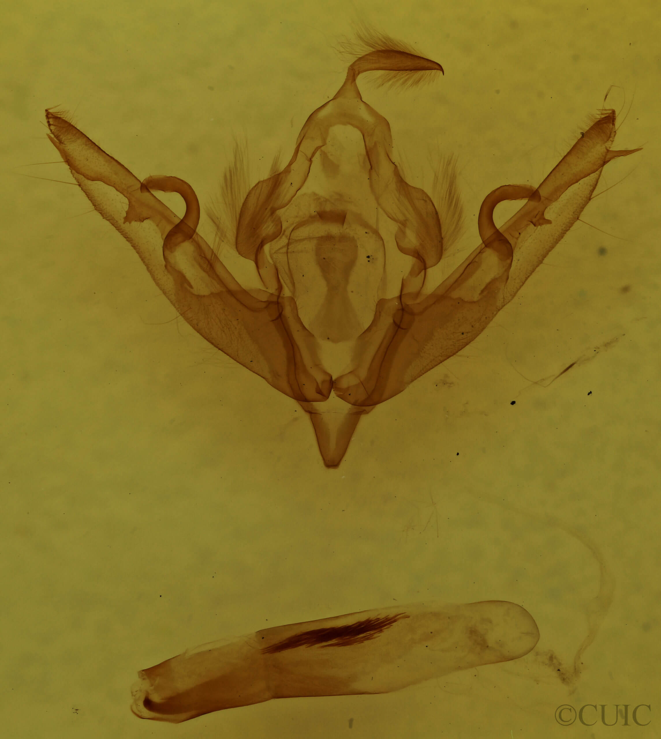 genitalia view of adult Lithophane disposita