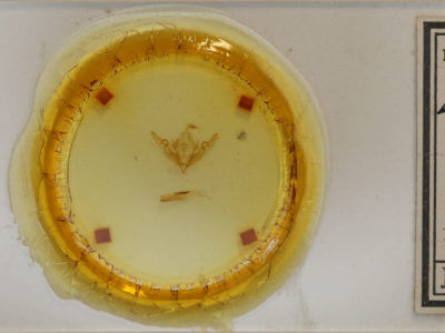 slide view of adult Lithophane disposita