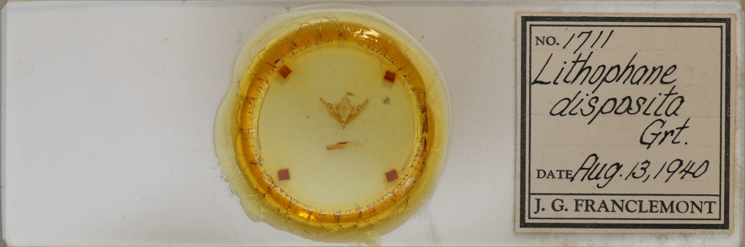 slide view of adult Lithophane disposita