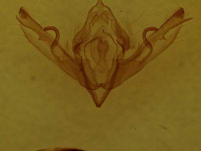 genitalia view of adult Lithophane disposita
