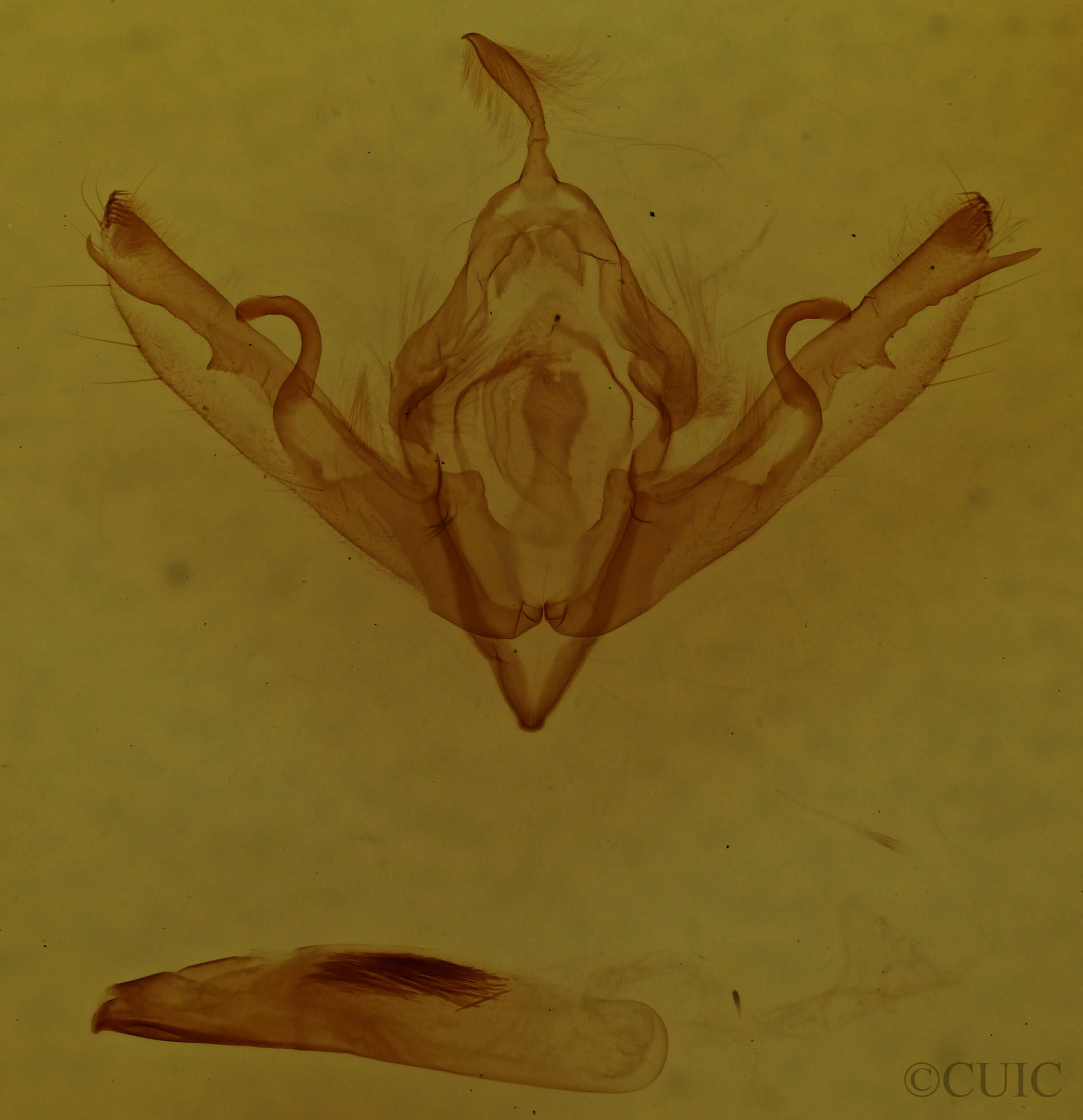genitalia view of adult Lithophane disposita
