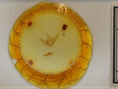 slide view of adult Lithophane disposita