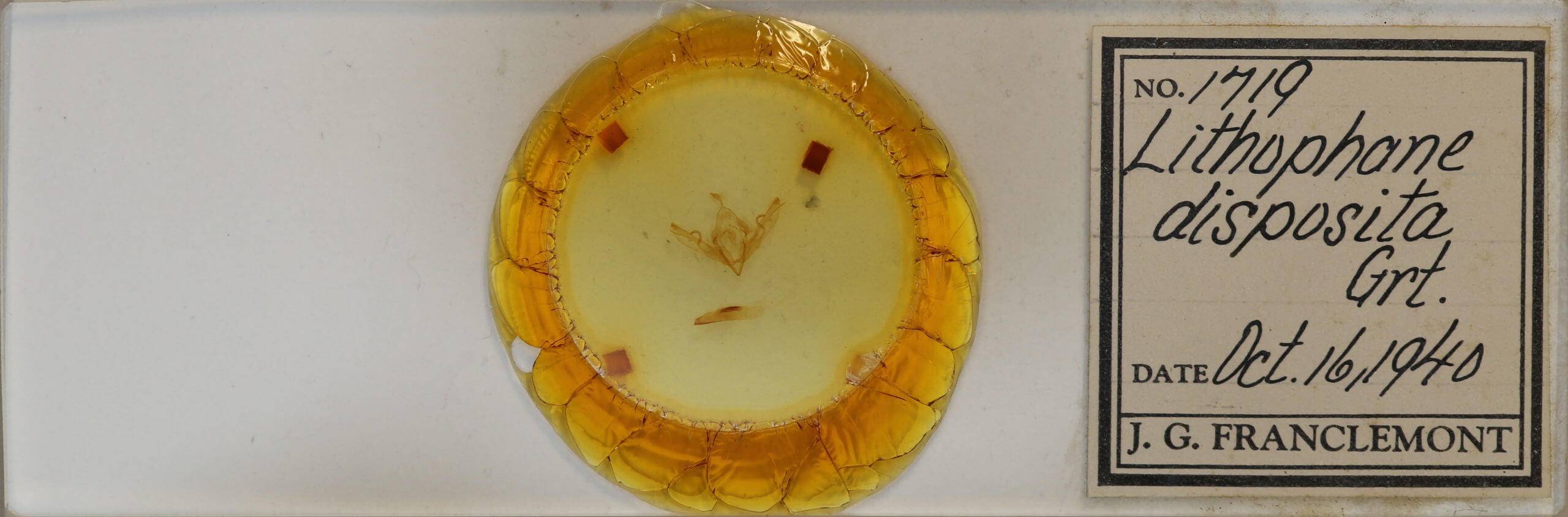 slide view of adult Lithophane disposita