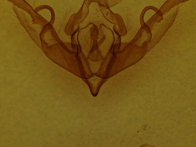 genitalia view of adult Lithophane hemina