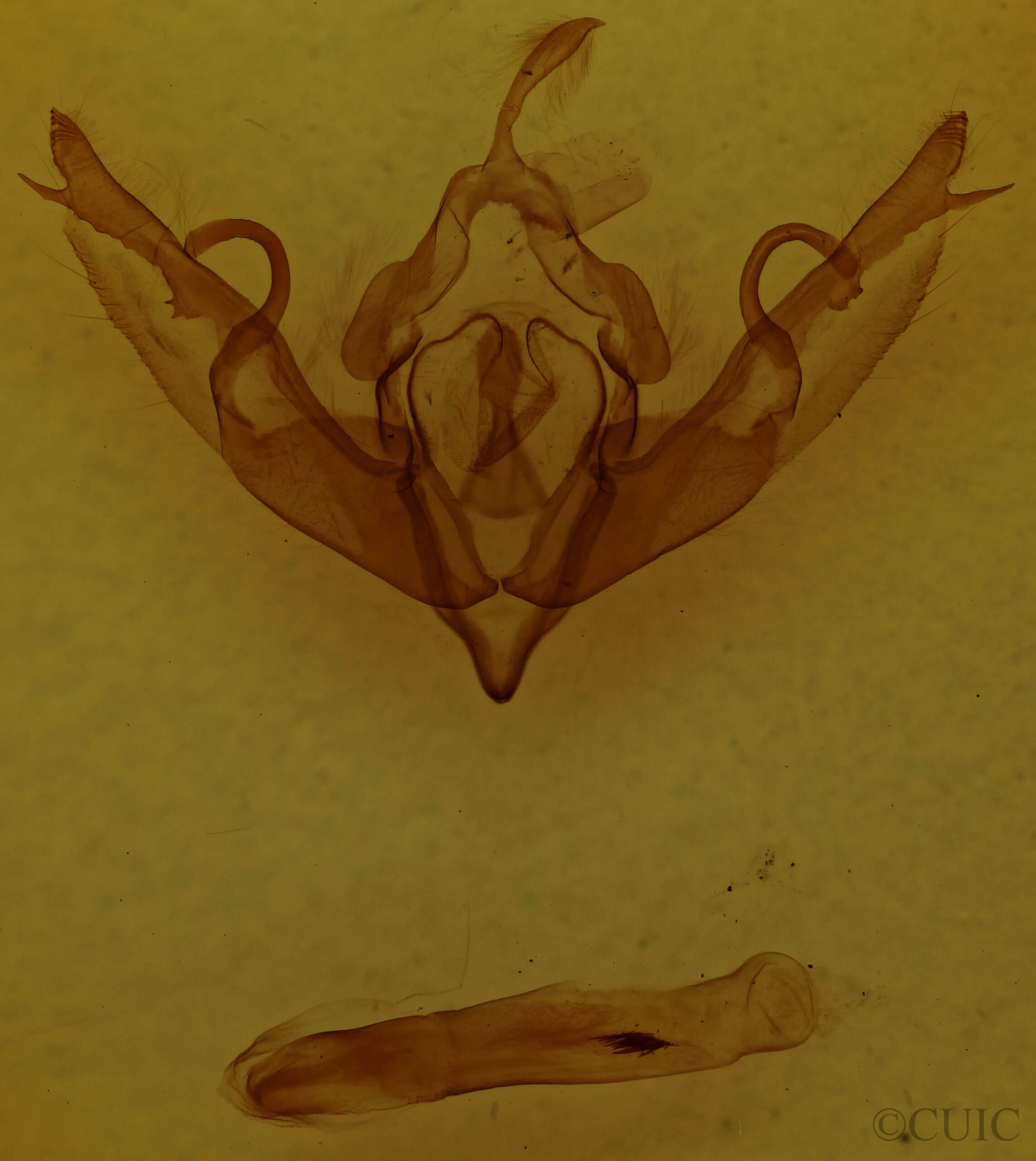 genitalia view of adult Lithophane hemina