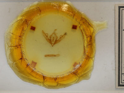 slide view of adult Lithophane hemina