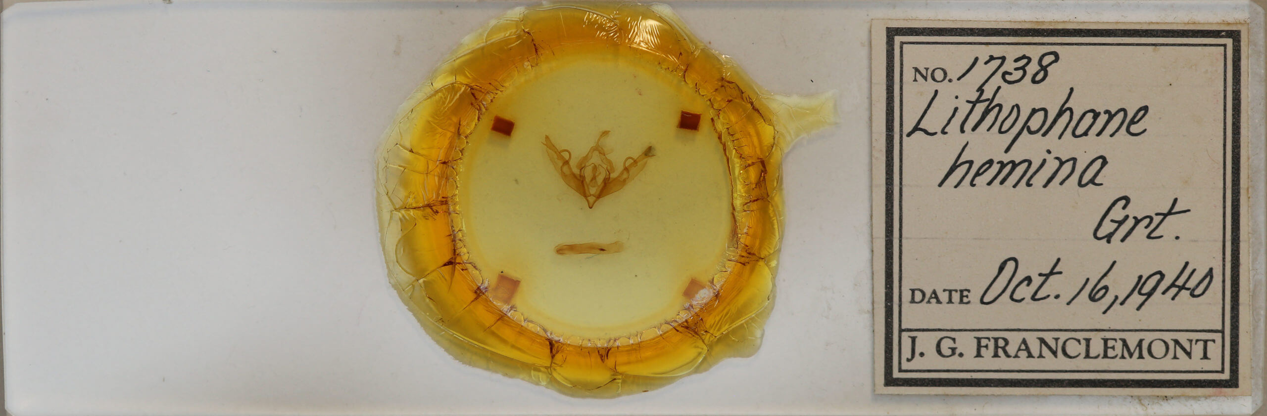 slide view of adult Lithophane hemina