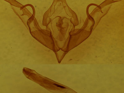genitalia view of adult Lithophane hemina