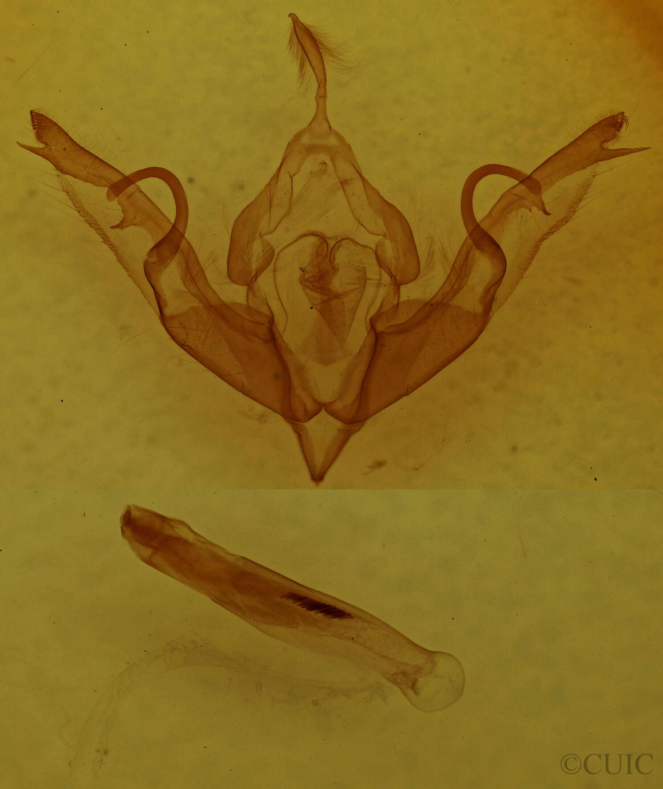genitalia view of adult Lithophane hemina