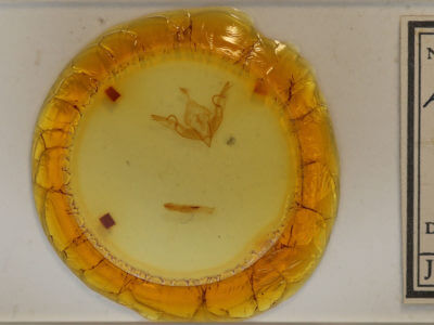 slide view of adult Lithophane hemina