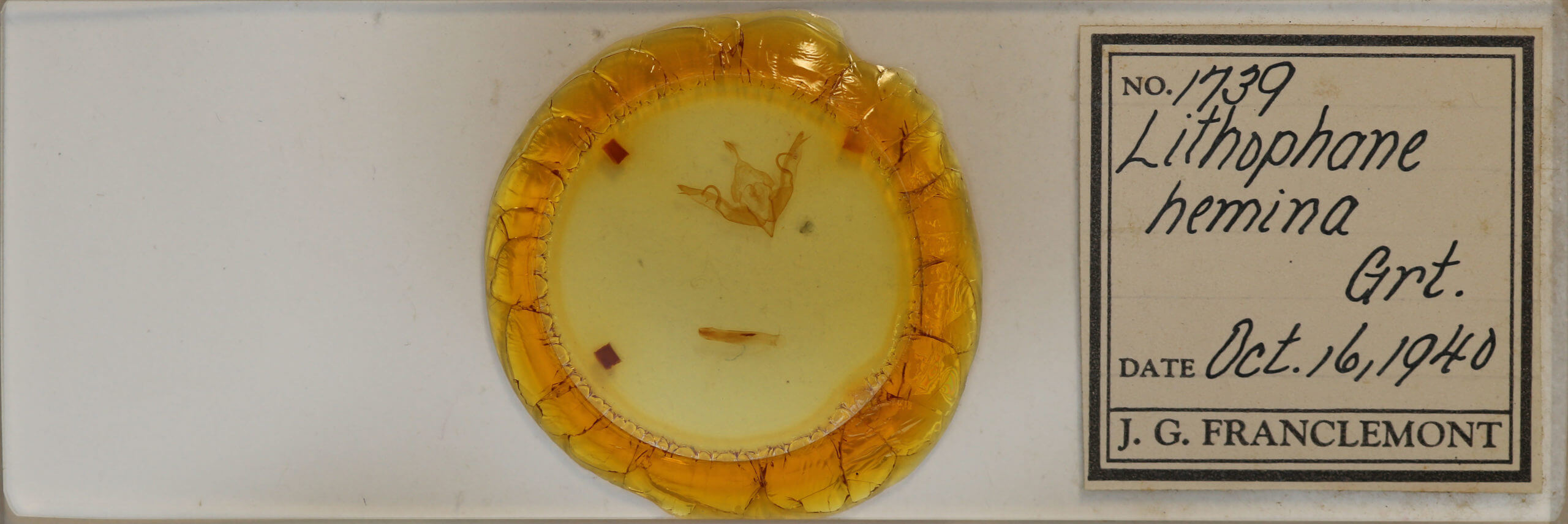 slide view of adult Lithophane hemina