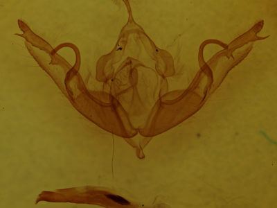 genitalia view of adult Lithophane hemina