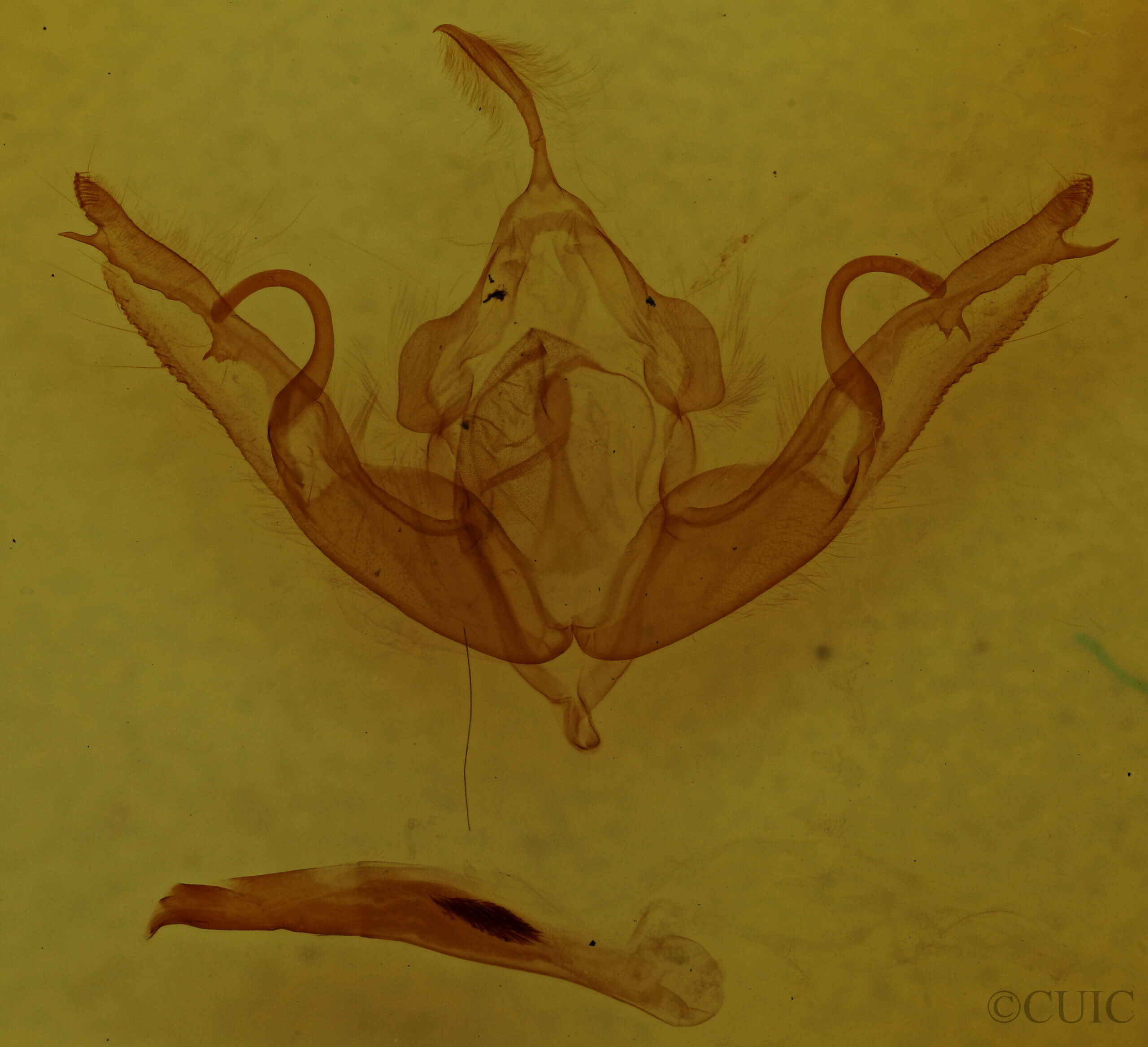 genitalia view of adult Lithophane hemina