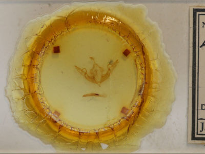 slide view of adult Lithophane hemina