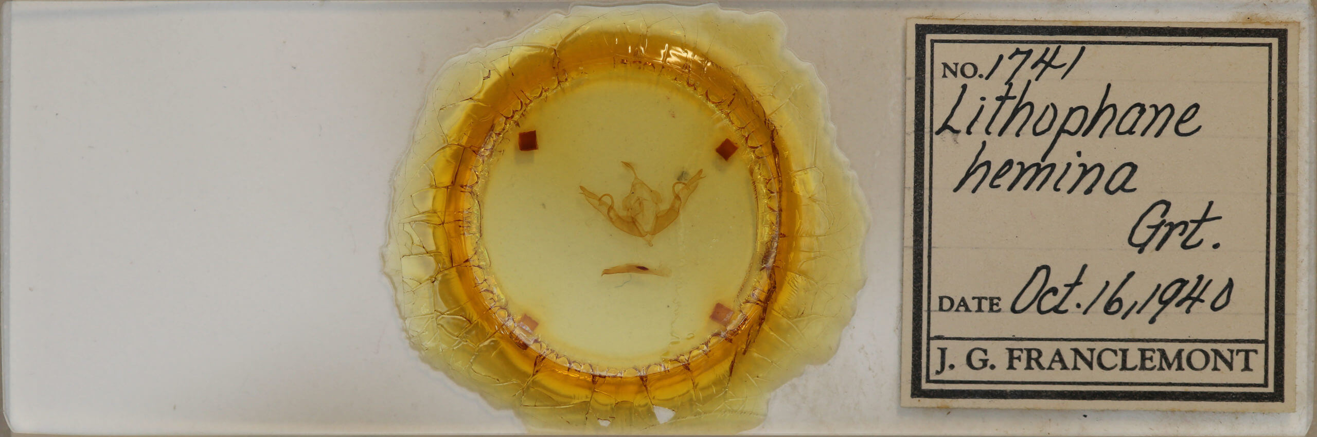 slide view of adult Lithophane hemina