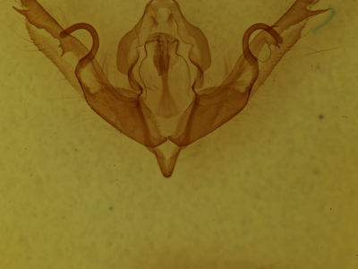 genitalia view of adult Lithophane hemina