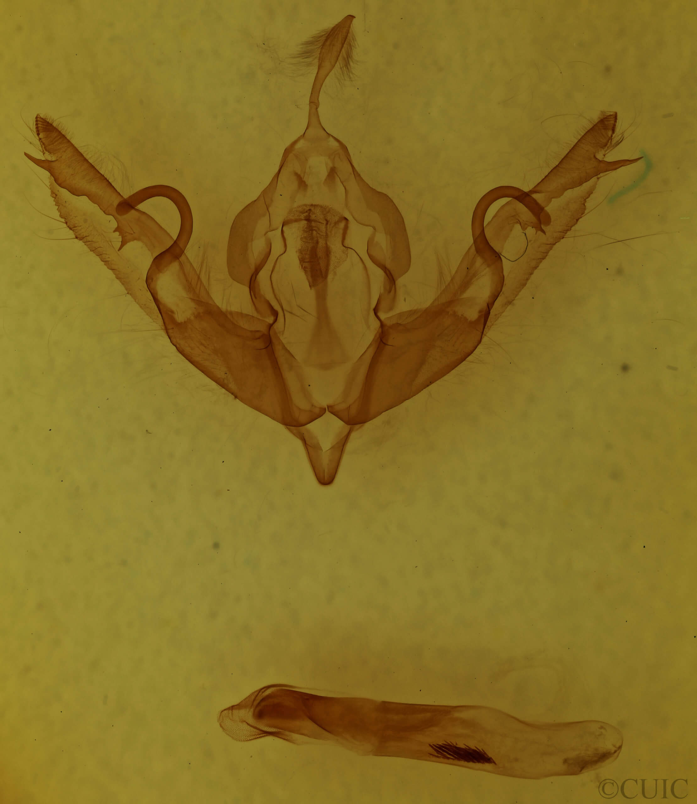 genitalia view of adult Lithophane hemina