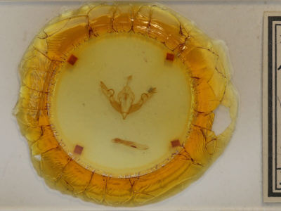 slide view of adult Lithophane hemina