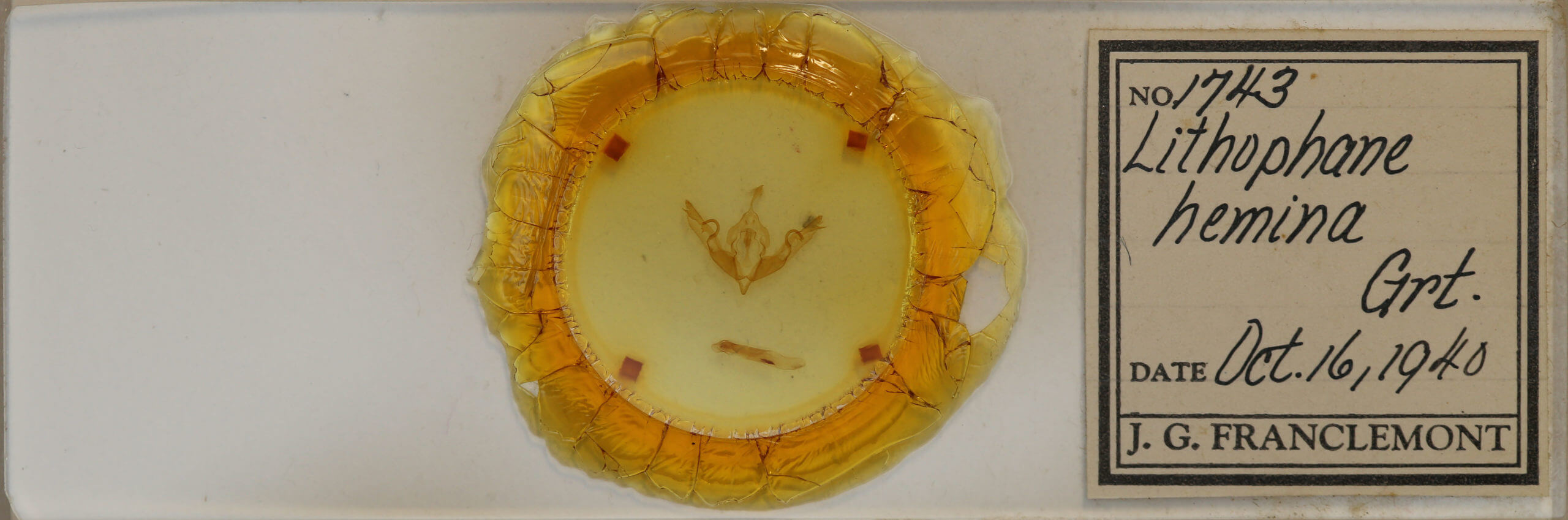 slide view of adult Lithophane hemina