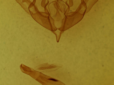 genitalia view of adult Lithophane hemina