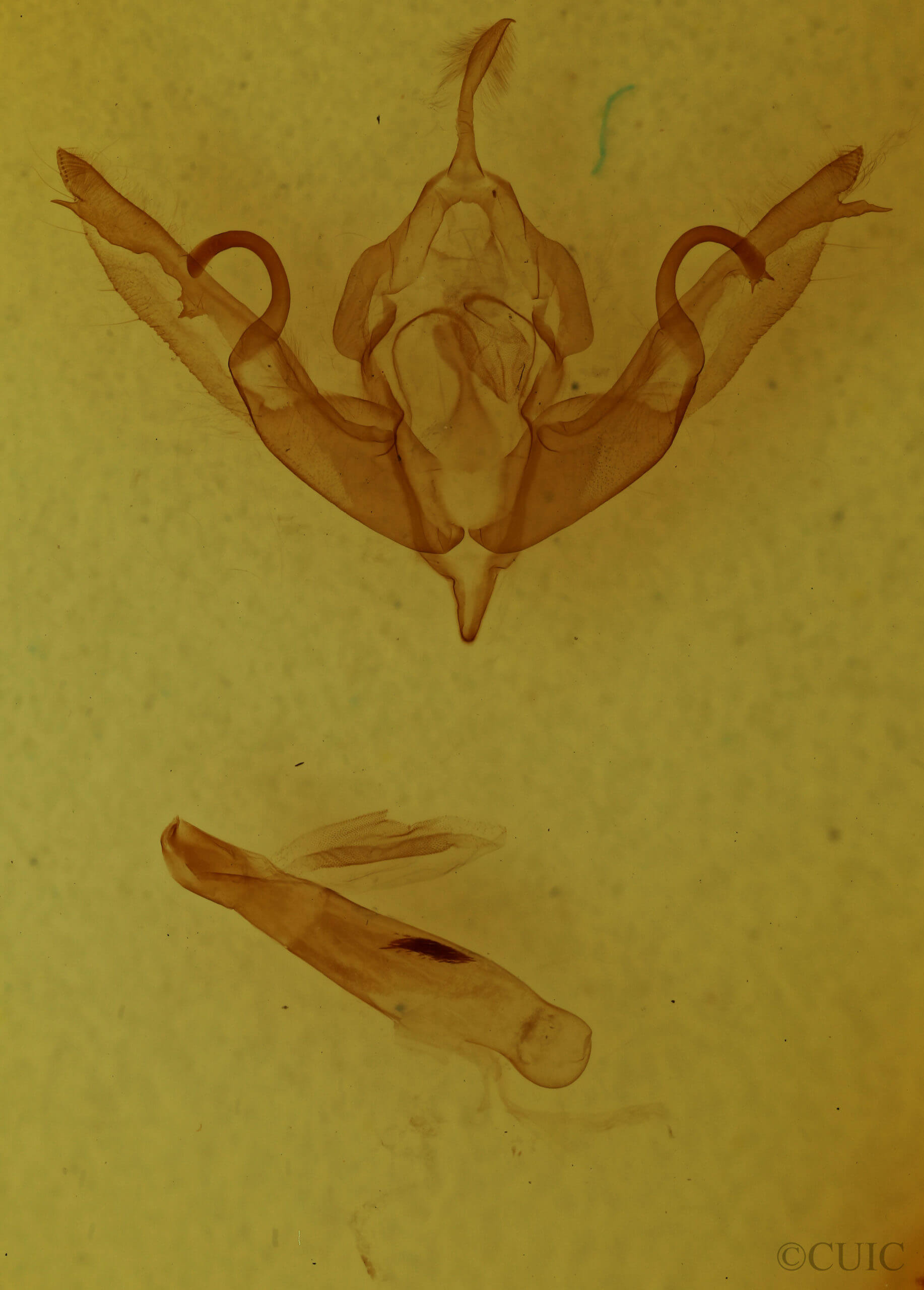 genitalia view of adult Lithophane hemina