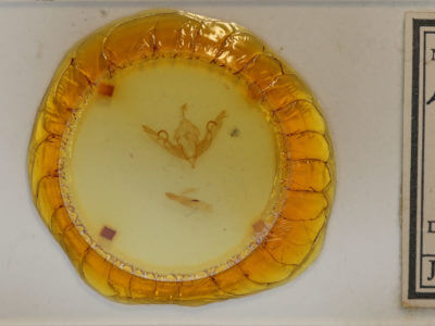 slide view of adult Lithophane hemina