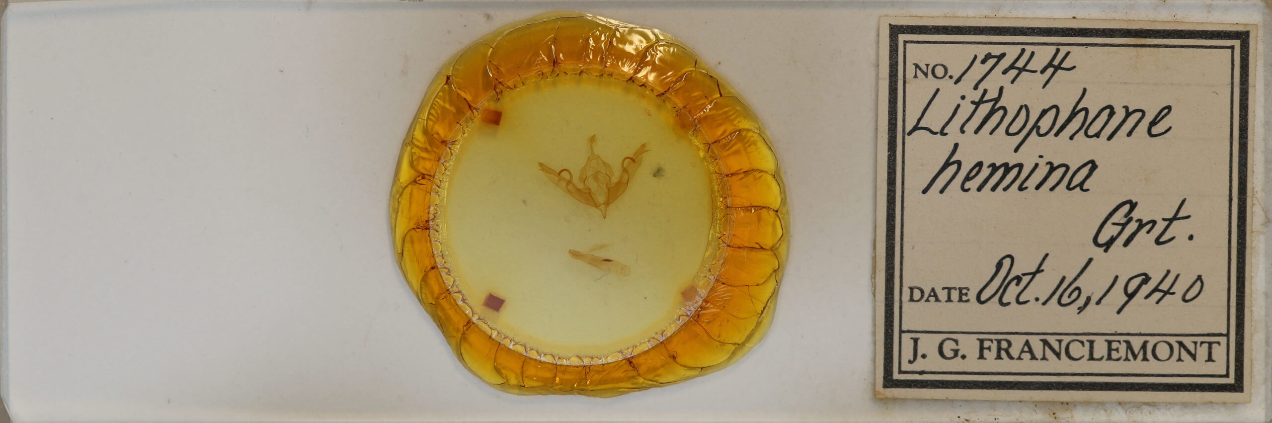 slide view of adult Lithophane hemina