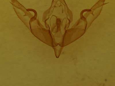 genitalia view of adult Lithophane oriunda