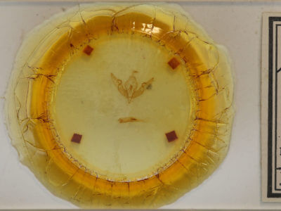 slide view of adult Lithophane oriunda