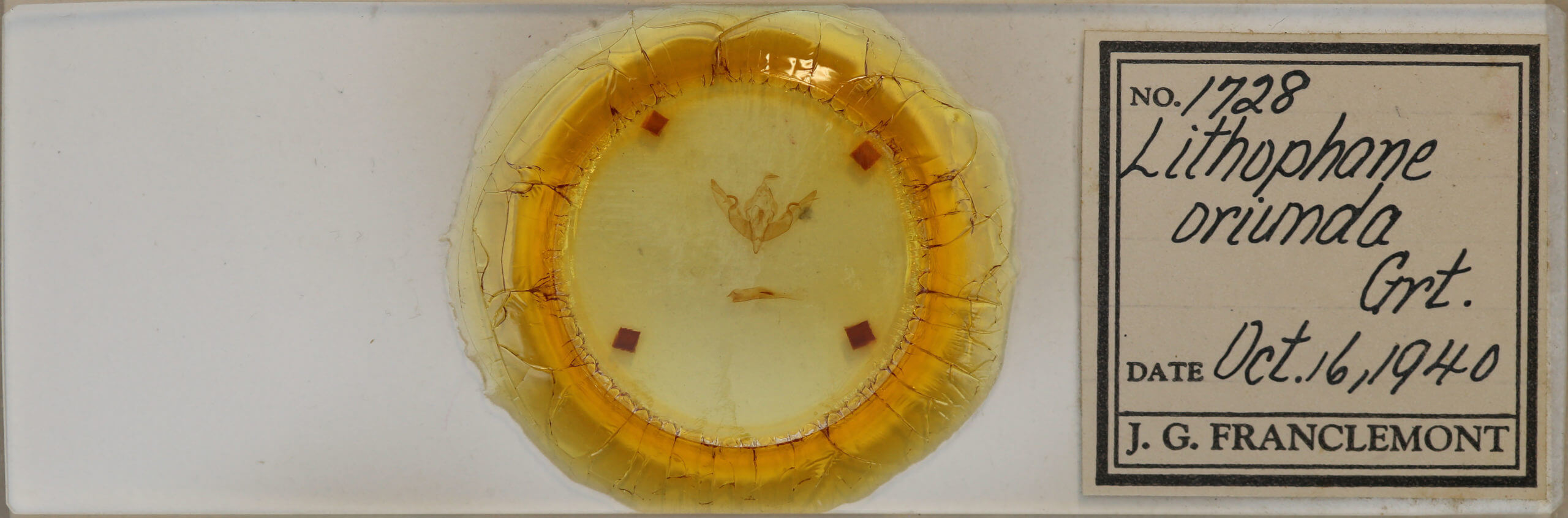 slide view of adult Lithophane oriunda