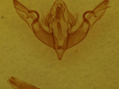 genitalia view of adult Lithophane oriunda