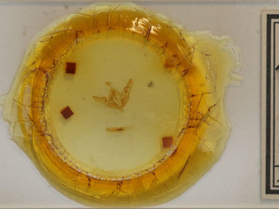 slide view of adult Lithophane oriunda