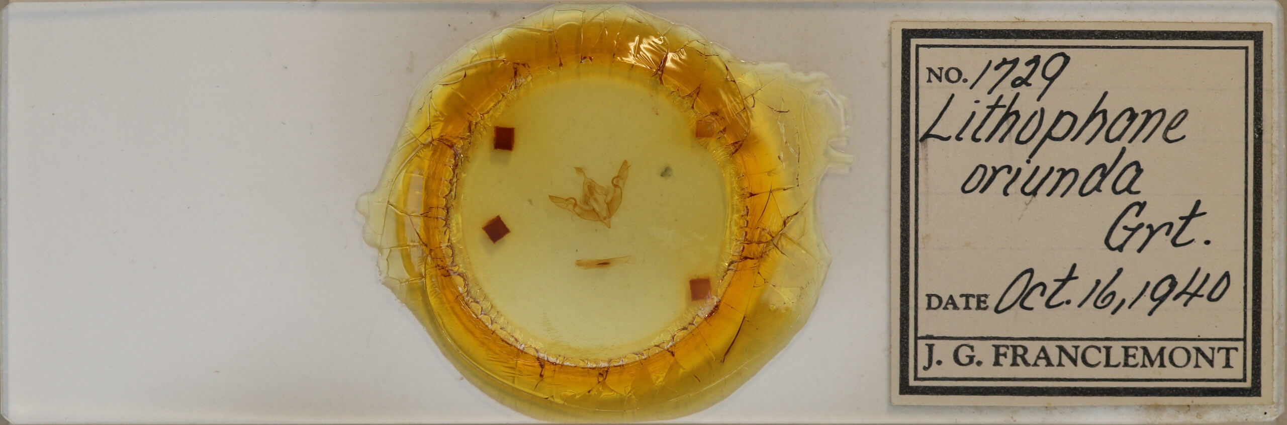 slide view of adult Lithophane oriunda